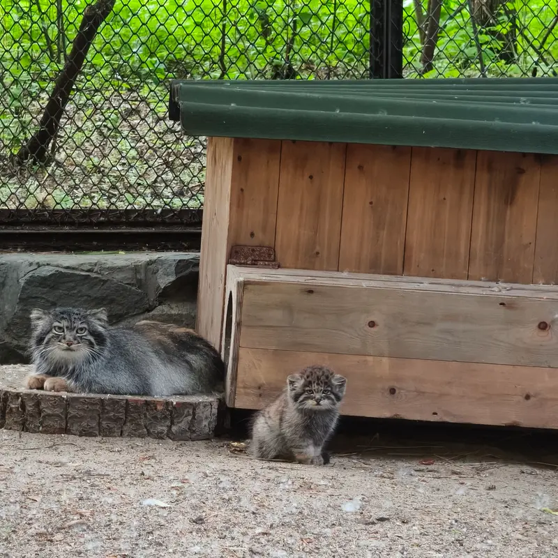 ノヴォシビルスク動物園のアデルの写真