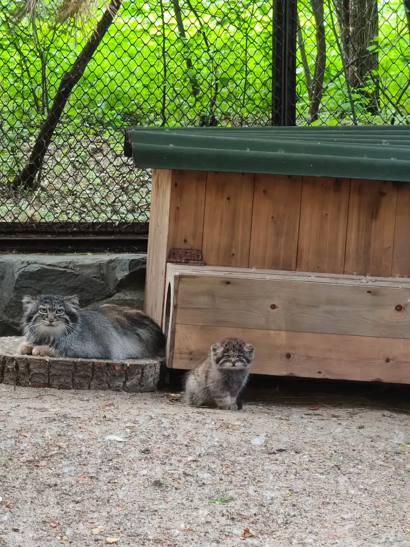 ノヴォシビルスク動物園のアデルの写真