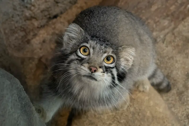 神戸どうぶつ王国のオトの写真