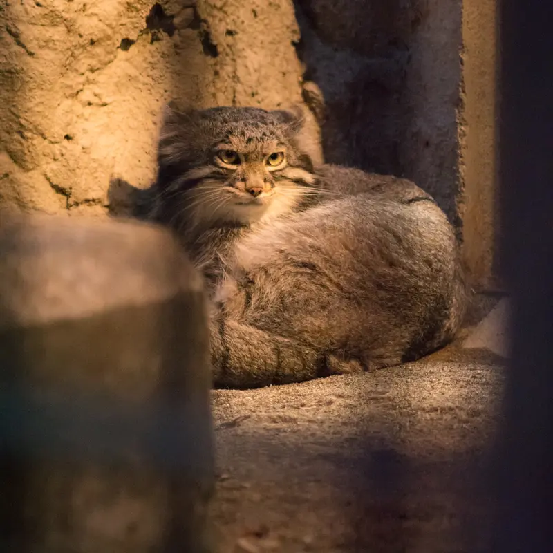 野毛山動物園のフィーガの写真