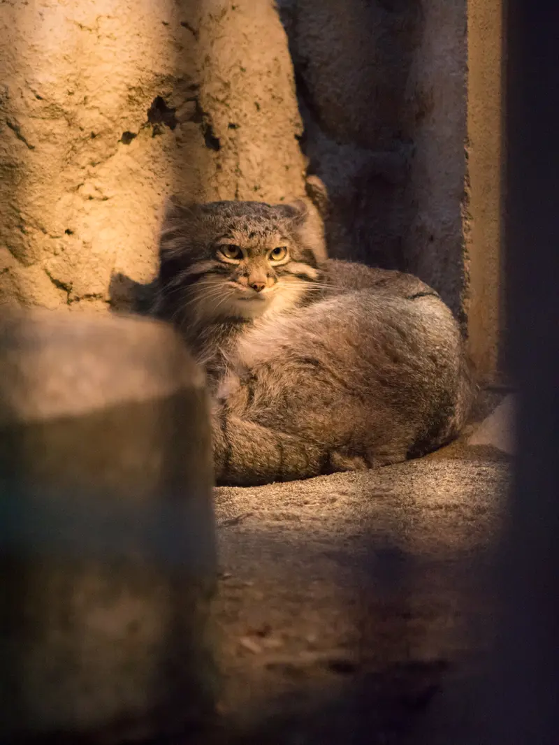 野毛山動物園のフィーガの写真