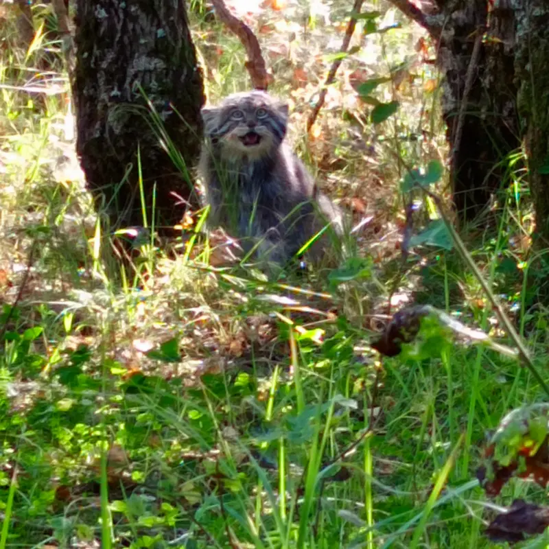 希少動物繁殖センターのイノケンティの写真