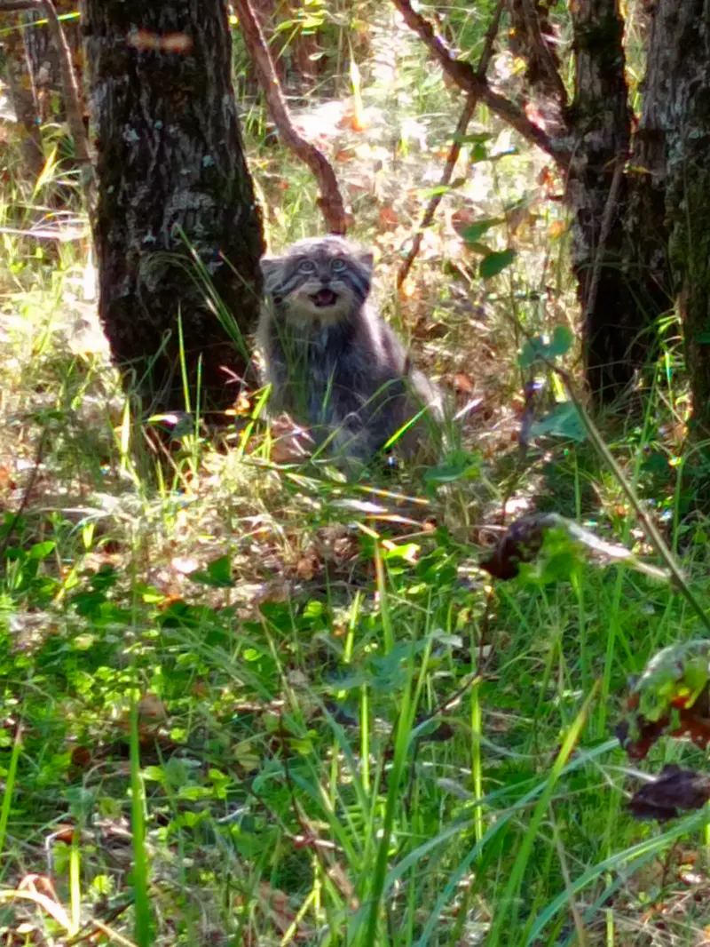 希少動物繁殖センターのイノケンティの写真