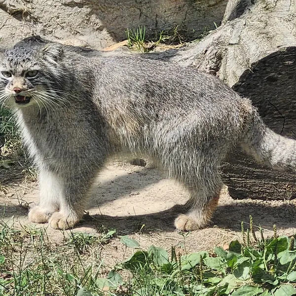 ビンガムトン動物園（ロス・パーク）のルカの写真