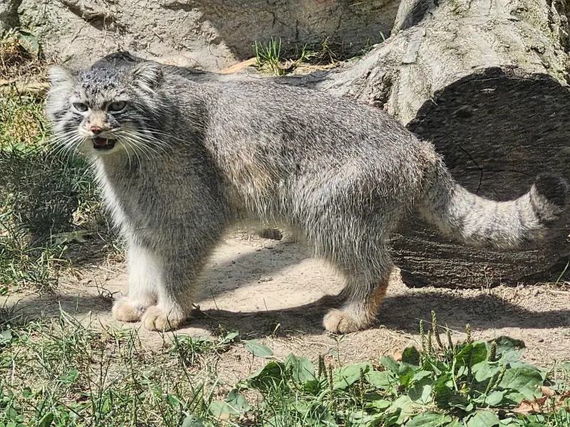 ビンガムトン動物園（ロス・パーク）のルカの写真