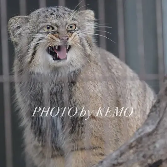 東山動植物園のヒデの写真