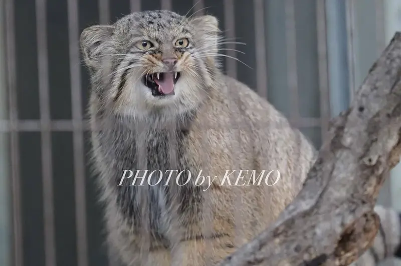 東山動植物園のヒデの写真
