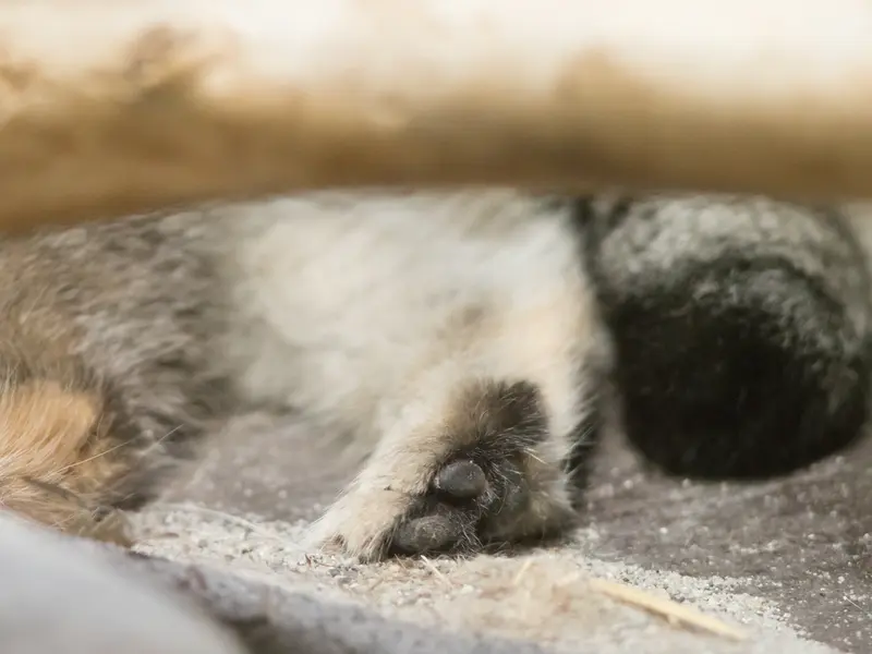 恩賜上野動物園のクリョンの写真