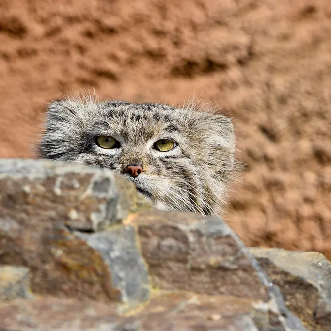 プラハ動物園のスパイの写真