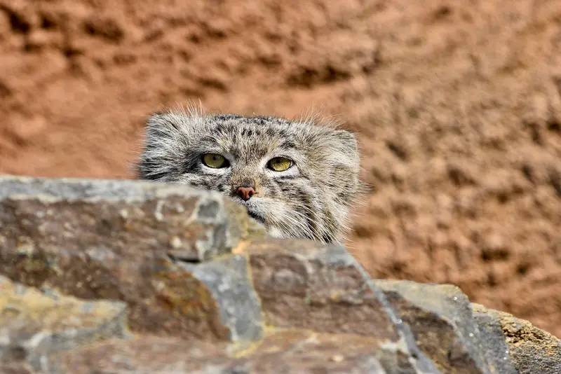 プラハ動物園のスパイの写真