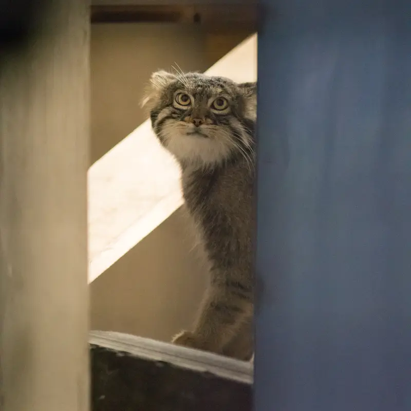 野毛山動物園のフィーガの写真