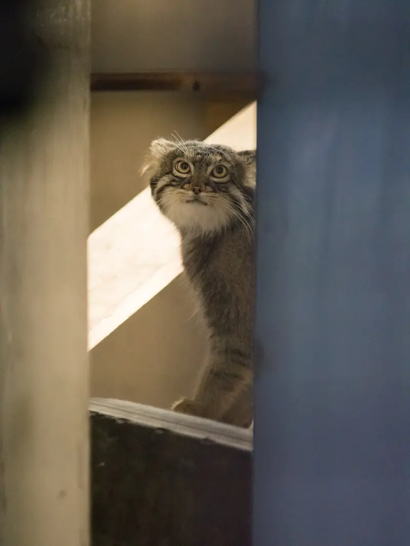 野毛山動物園のフィーガの写真