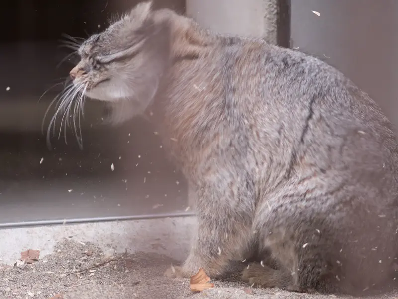 野毛山動物園のフィーガの写真