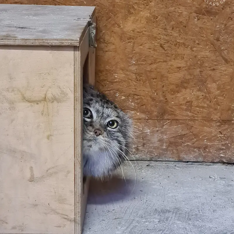 ポズナン新動物園のマゼランの写真