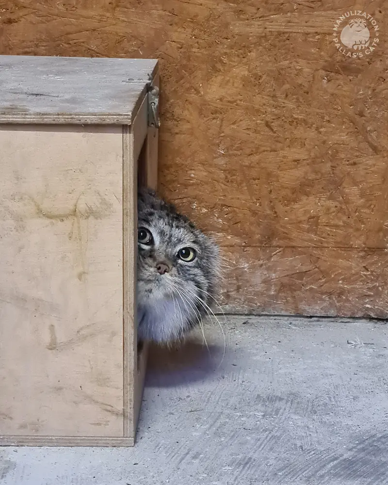 ポズナン新動物園のマゼランの写真