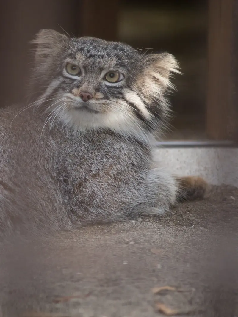 野毛山動物園のフィーガの写真