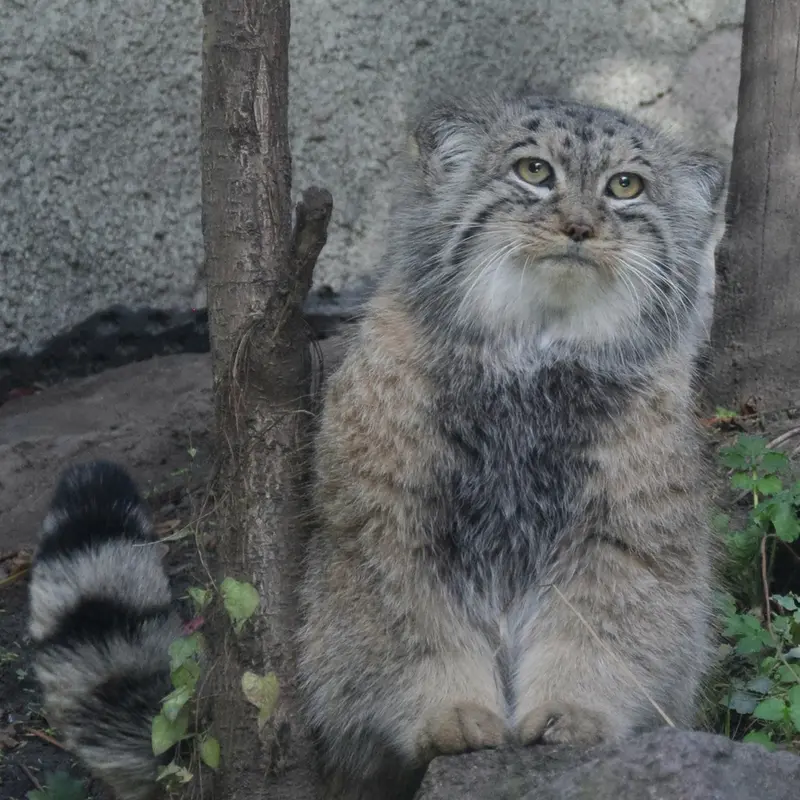 ブダペスト動物園＆植物園のボフスの写真