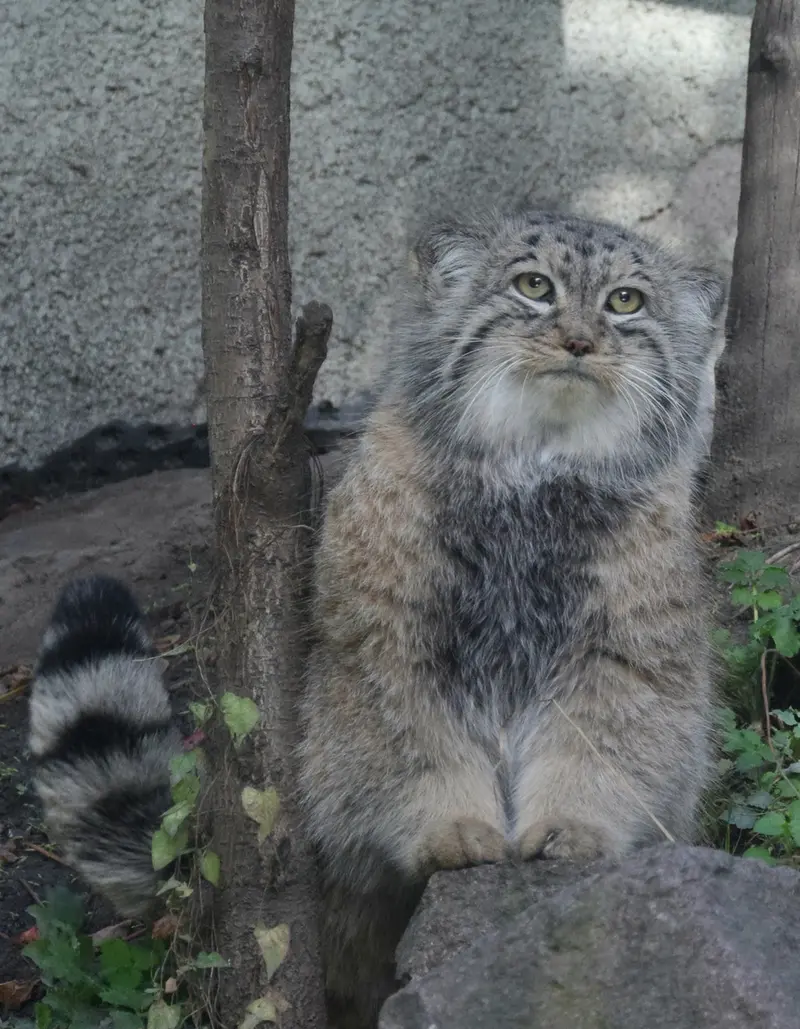ブダペスト動物園＆植物園のボフスの写真