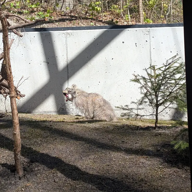グダニスク動物園のマヌエルの写真