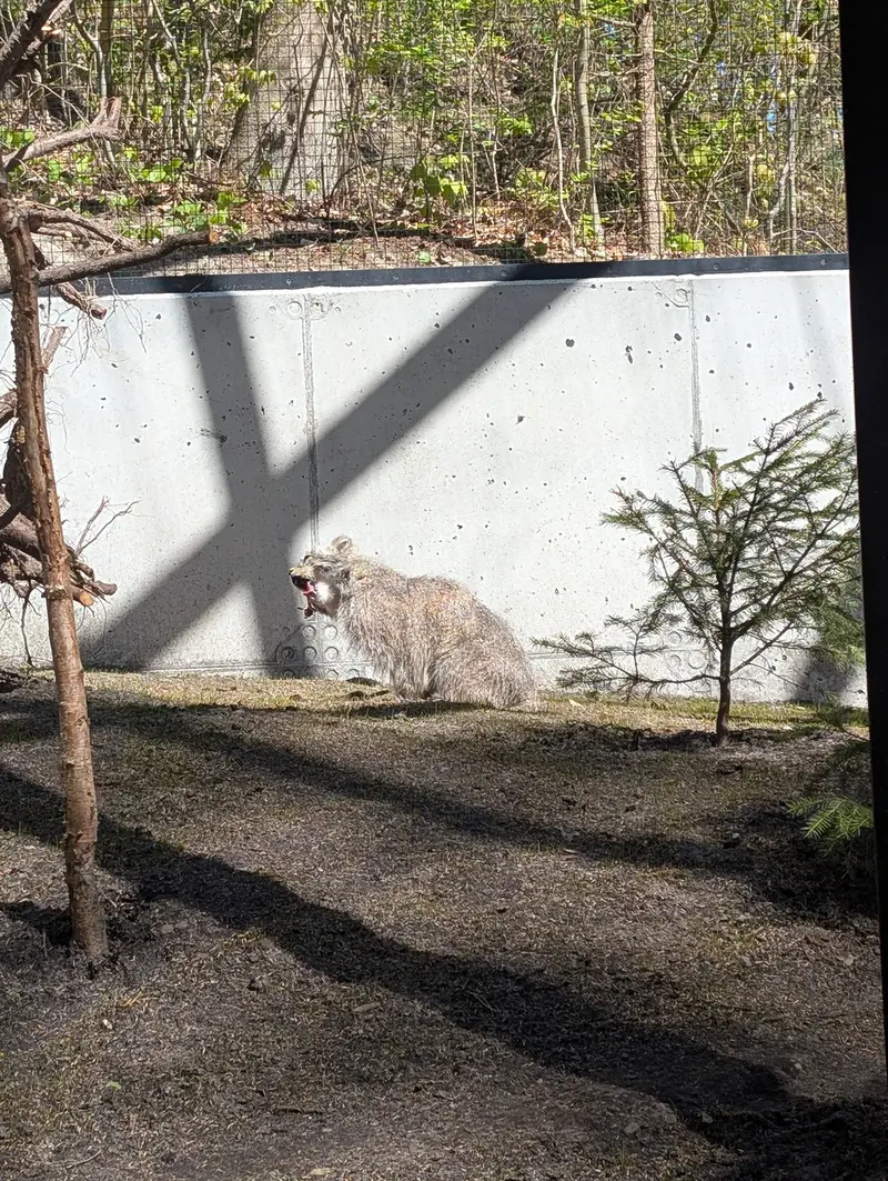 グダニスク動物園のマヌエルの写真