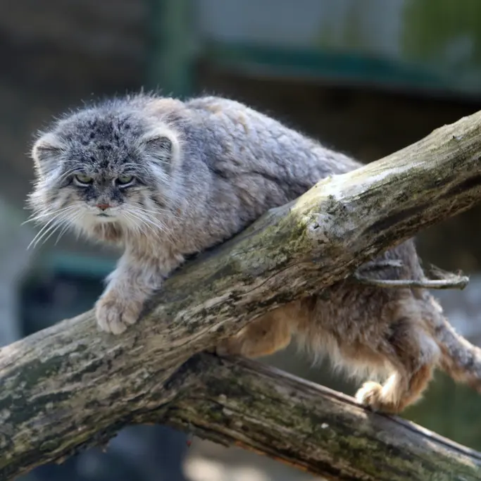 ウッチ動物園のパッツォの写真