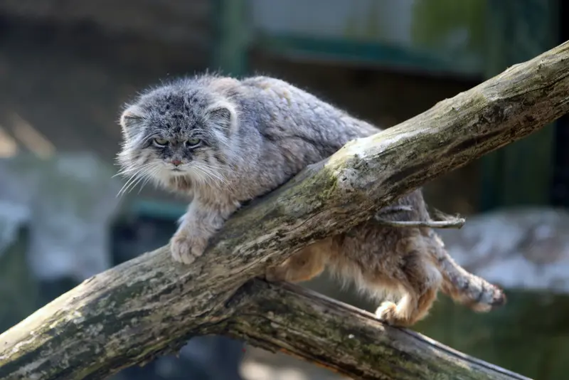 ウッチ動物園のパッツォの写真