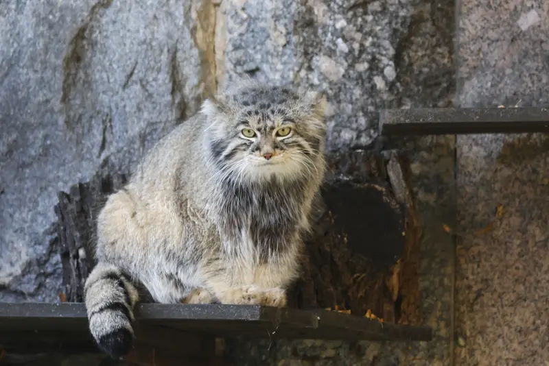 モスクワ動物園のティモフェイの写真