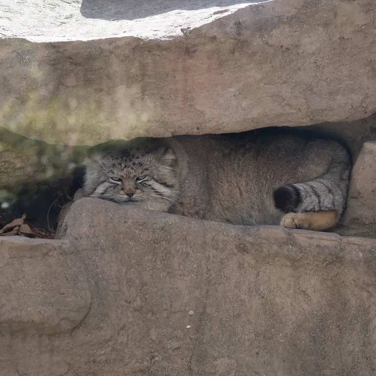 埼玉県こども動物自然公園のロータスの写真