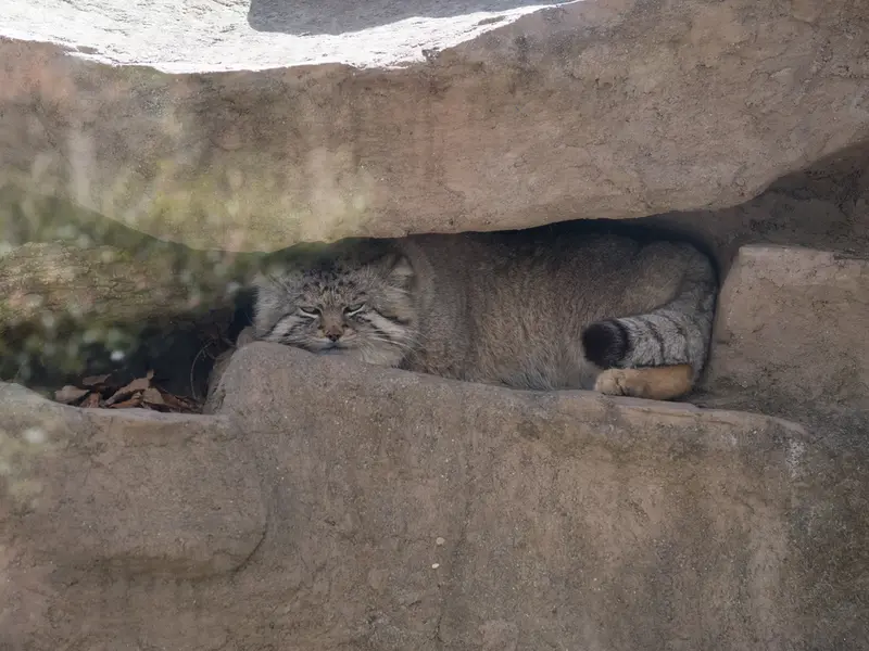 埼玉県こども動物自然公園のロータスの写真
