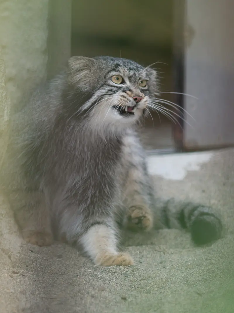 野毛山動物園のフィーガの写真