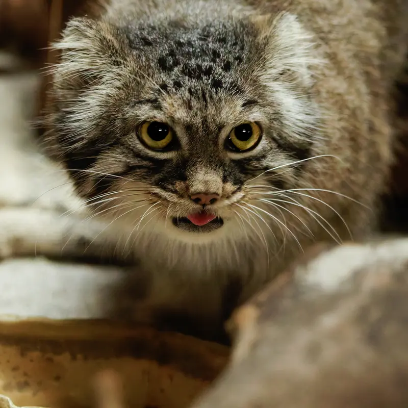 恩賜上野動物園のサフランの写真