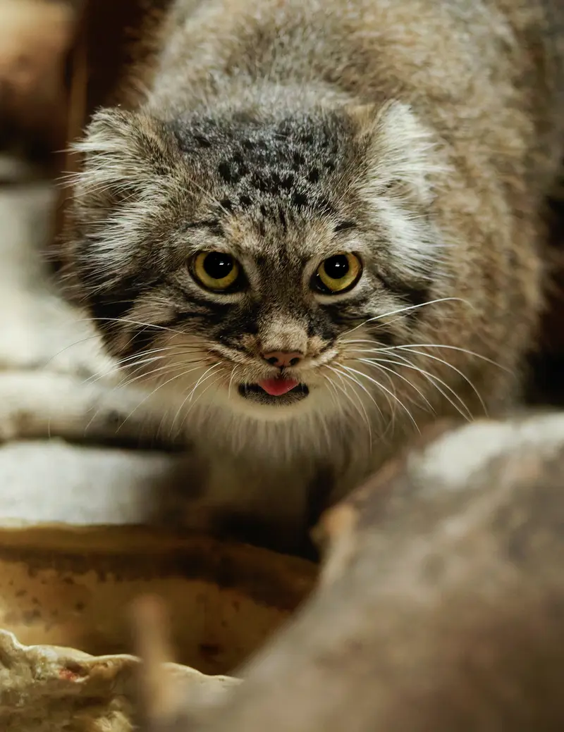 恩賜上野動物園のサフランの写真