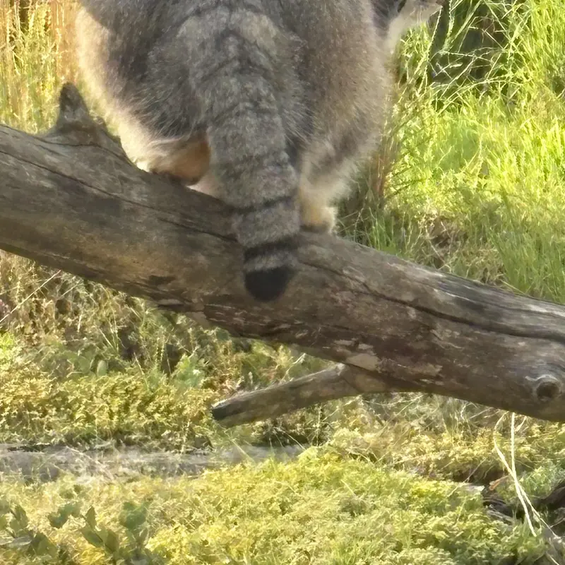 コルケアサーリ動物園のミミの写真