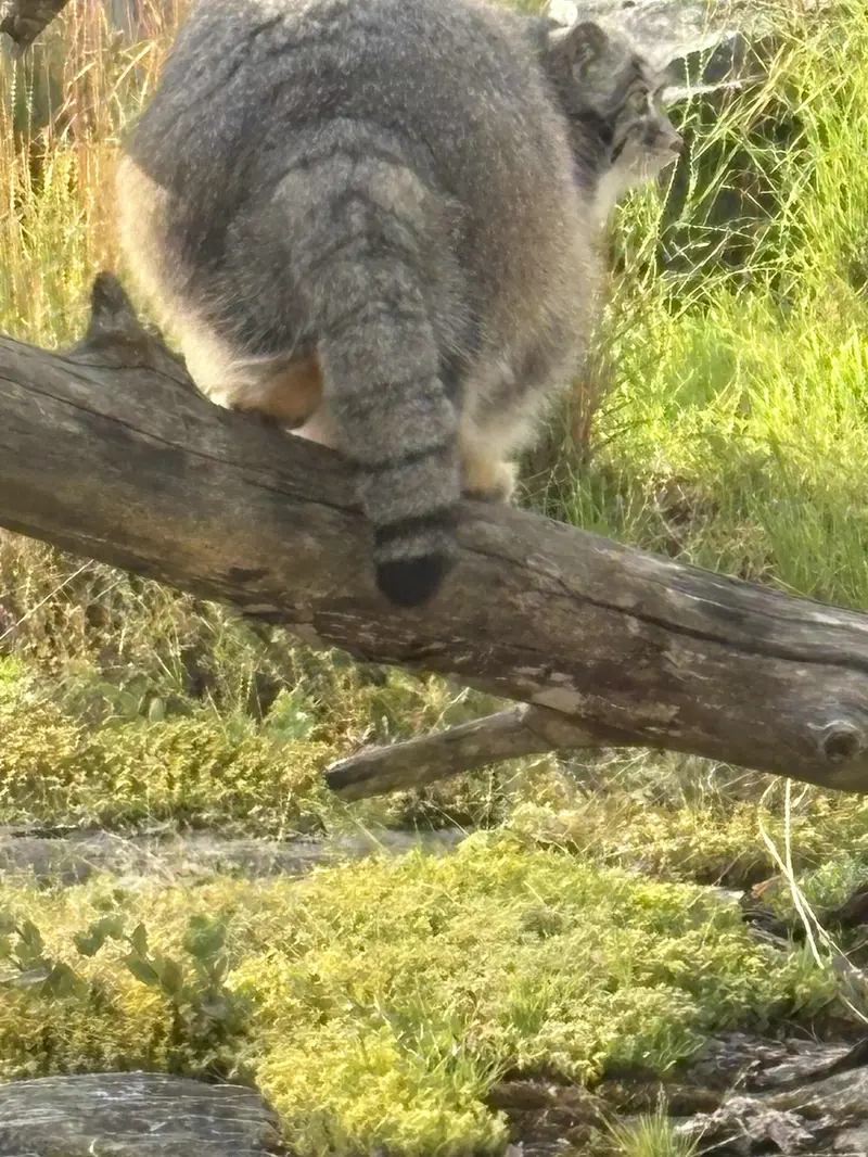 コルケアサーリ動物園のミミの写真