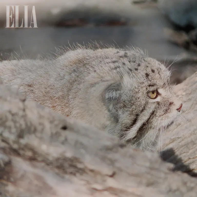 カルガリー動物園 / ワイルダー研究所のオラフの写真
