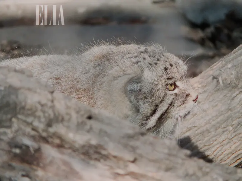 カルガリー動物園 / ワイルダー研究所のオラフの写真