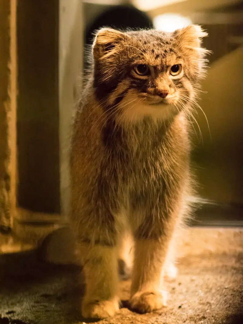 野毛山動物園のフィーガの写真