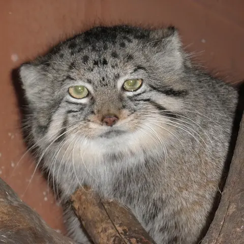 埼玉県こども動物自然公園のタビーの写真