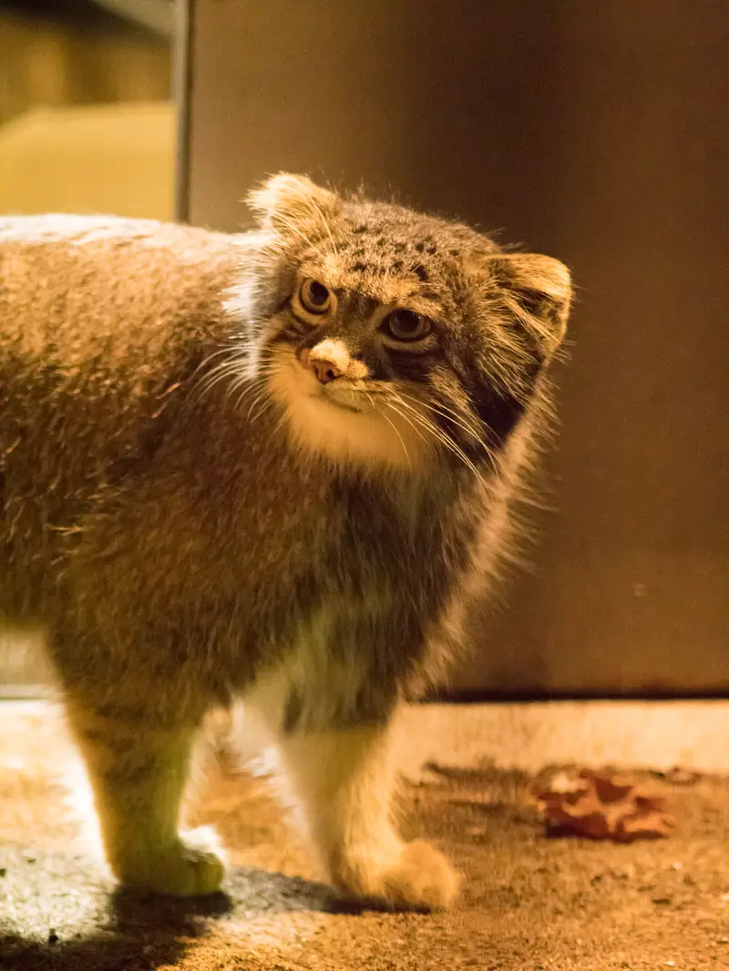 野毛山動物園のフィーガの写真