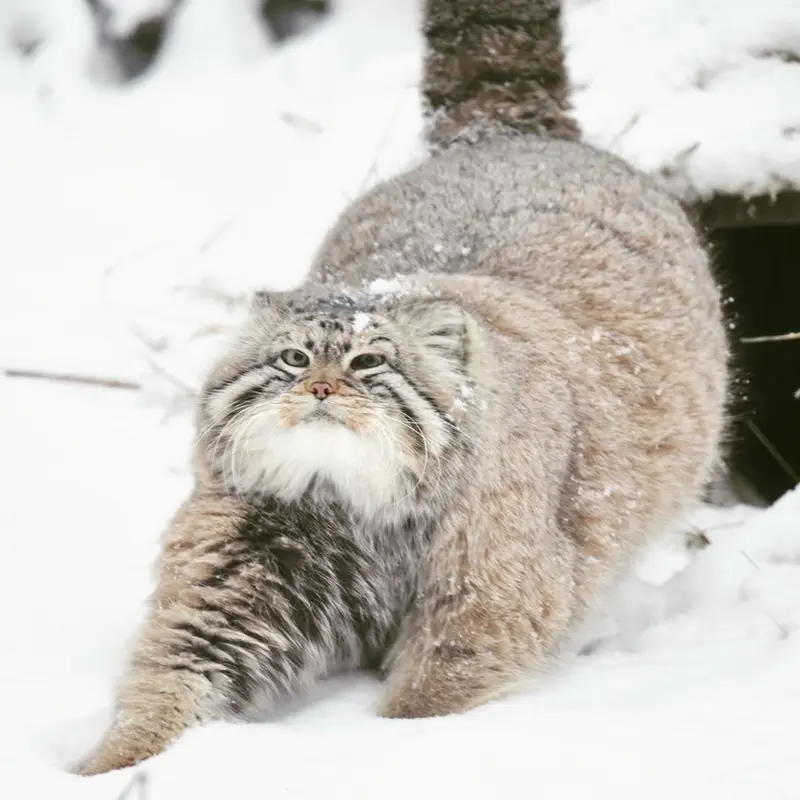 ノヴォシビルスク動物園のゼレノゴルスクの写真