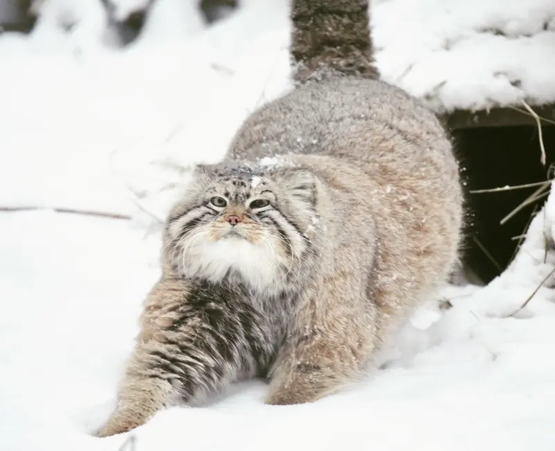 ノヴォシビルスク動物園のゼレノゴルスクの写真