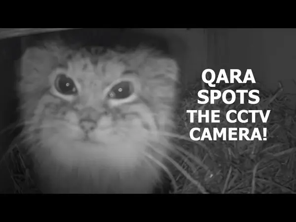 ビッグ・キャット・サンクチュアリのカラの動画