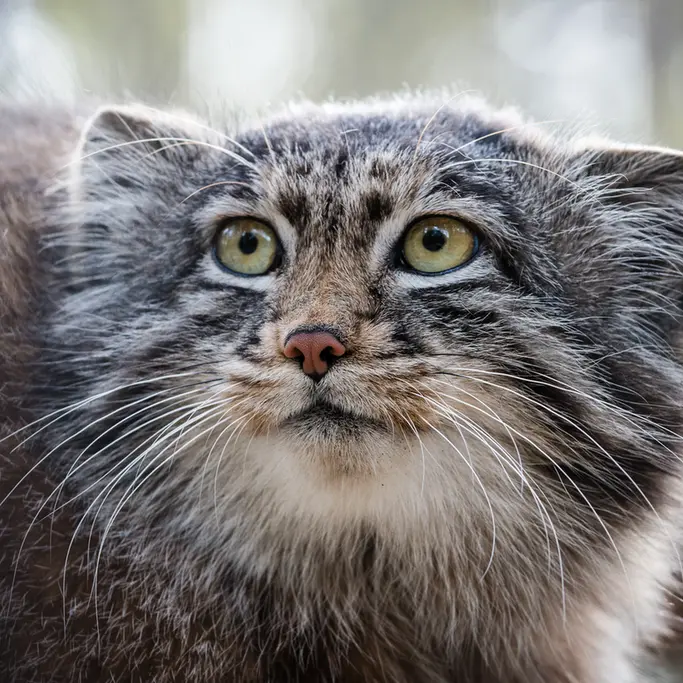 ノヴォシビルスク動物園のグレイの写真