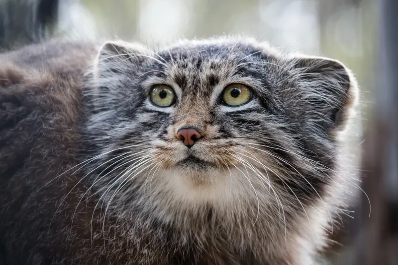 ノヴォシビルスク動物園のグレイの写真
