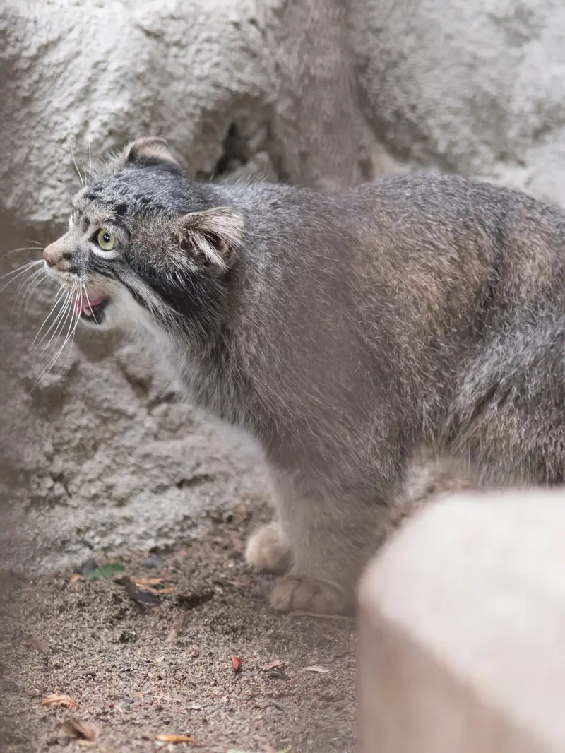野毛山動物園のフィーガの写真
