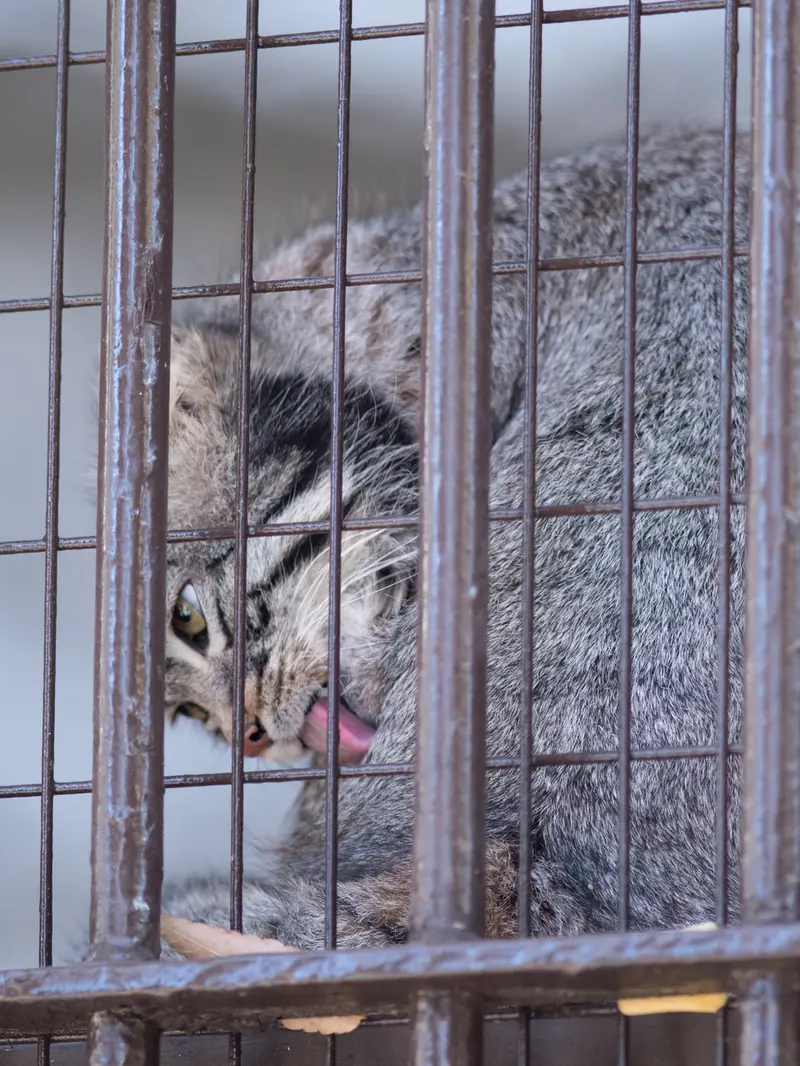 野毛山動物園のフィーガの写真
