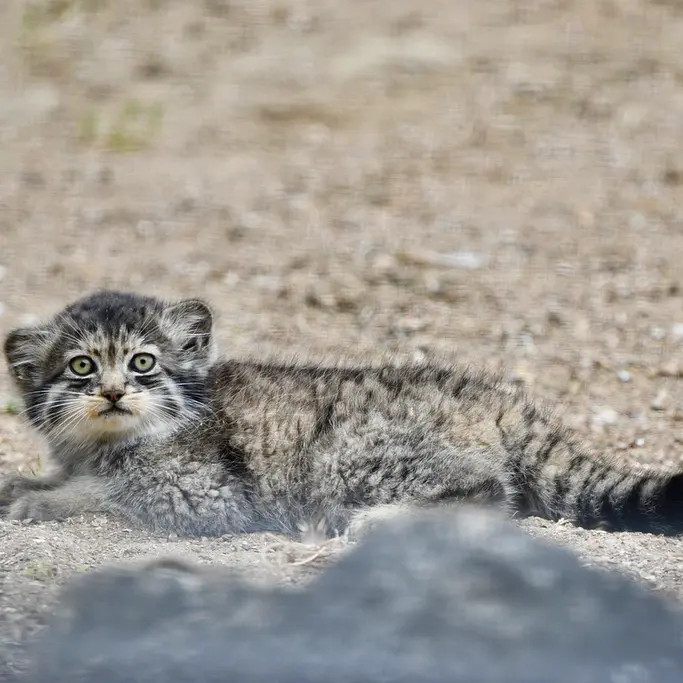 ポート・リムプネ・ワイルド・アニマル・パークのナムーの子猫 b. 2026 Ⅰの写真