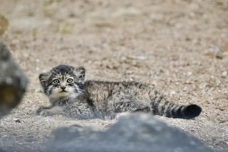 ポート・リムプネ・ワイルド・アニマル・パークのナムーの子猫 b. 2026 Ⅰの写真