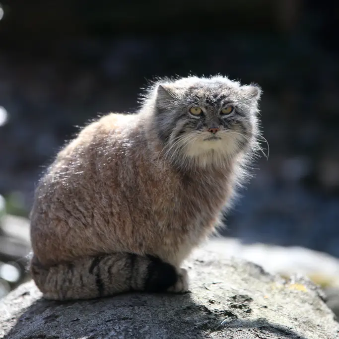 オストラヴァ動物園のモイラの写真