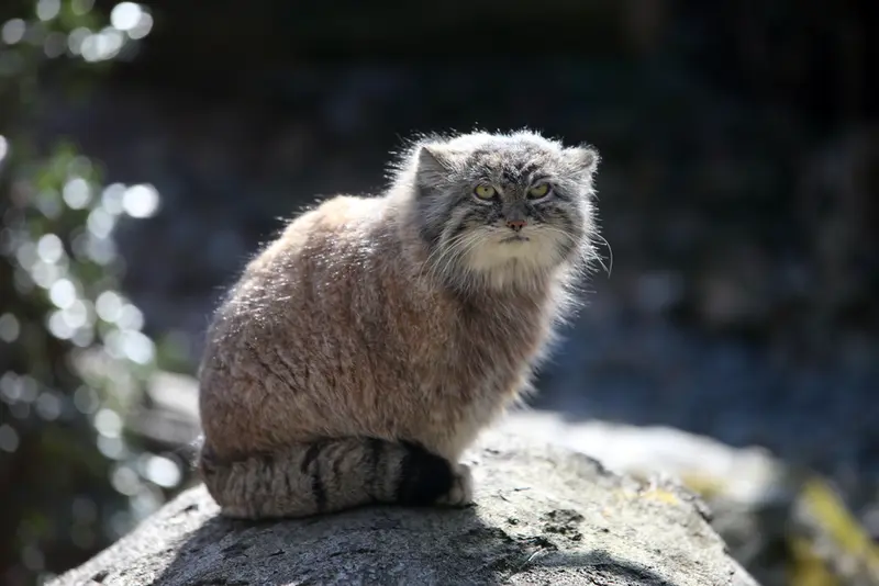 オストラヴァ動物園のモイラの写真